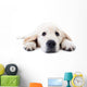 Dog Decals - Young golden retriever lying with stretched paws Wall Decal