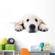 Dog Decals - Young golden retriever lying with stretched paws Wall Decal