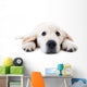 Dog Decals - Young golden retriever lying with stretched paws Wall Decal