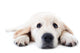 Dog Decals - Young golden retriever lying with stretched paws Wall Decal