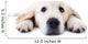 Dog Decals - Young golden retriever lying with stretched paws Wall Decal