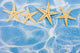 Starfish Border Wall Mural
