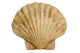 Shell Wall Decal