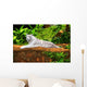 White Tiger Wall Mural