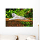 White Tiger Wall Mural