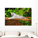 White Tiger Wall Mural