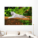 White Tiger Wall Mural