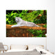 White Tiger Wall Mural