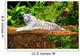 White Tiger Wall Mural