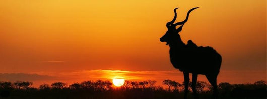 South Africa Sunset Kudu Wall Decal