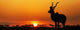 South Africa Sunset Kudu Wall Decal