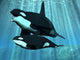 Orca Killer Wall Mural