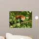 Red Panda Wall Mural