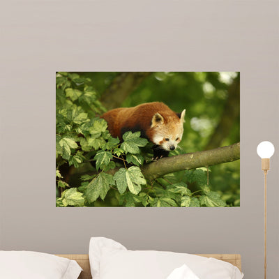 Red Panda Wall Mural shown on a wall