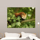 Red Panda Wall Mural