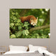 Red Panda Wall Mural
