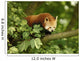 Red Panda Wall Mural