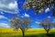 Blooming Trees and Rape Wall Mural