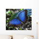 Blue Morpho Butterfly Wall Mural