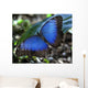 Blue Morpho Butterfly Wall Mural