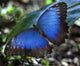 Blue Morpho Butterfly Wall Mural