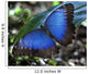 Blue Morpho Butterfly Wall Mural