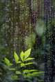 Leaves Rain Wall Decal