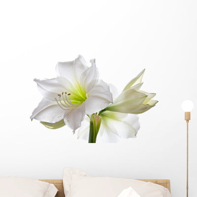 Amarillis Wall Decal shown on a wall