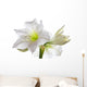 Amarillis Wall Decal