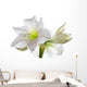 Amarillis Wall Decal