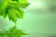 Lime Green Leaves Wall Mural