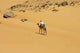 Camel and Beduin Desert Wall Decal