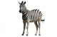 Zebra Wall Decal Design 3