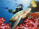Green Turtle Underwater Wall Decal Design 2