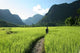 Rice Fields and Mountains Wall Decal