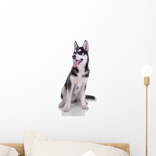 Siberian Husky Dog Wall Decal