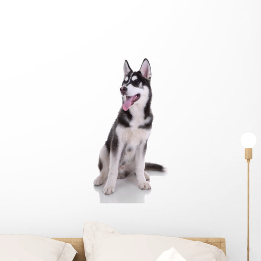 Siberian Husky Dog Wall Decal