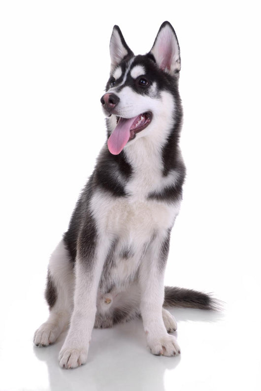 Siberian Husky Dog Wall Decal