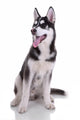 Siberian Husky Dog Wall Decal