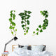 Three Green Ivy Branches Wall Decal Sticker Set