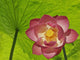 Pink Lotus Under Lotus Leaf Canopy Wall Mural