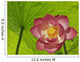 Pink Lotus Under Lotus Leaf Canopy Wall Mural
