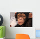 Thirsty Chimp Wall Mural