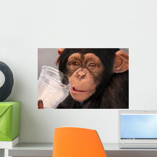 Thirsty Chimp Wall Mural