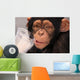 Thirsty Chimp Wall Mural