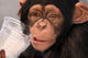 Thirsty Chimp Wall Mural