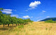 Summer Landscape Wall Decal
