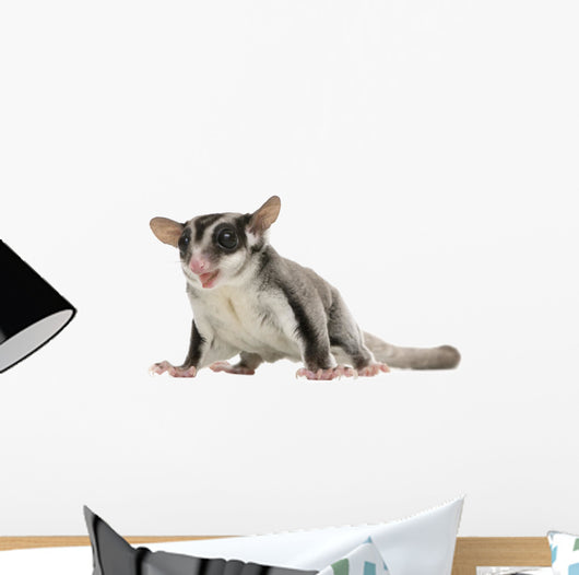 Sugar Glider Wall Decal