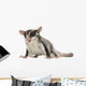 Sugar Glider Wall Decal