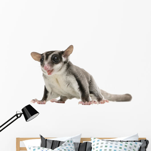 Sugar Glider Wall Decal